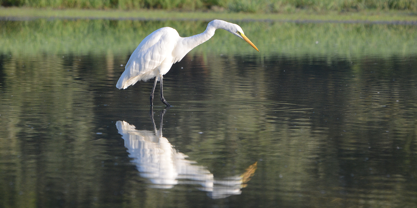 Grande aigrette © Didier Barraud